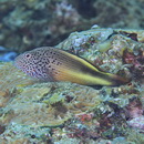 Paracirrhites forsteri (Schneider, 1801)