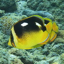 Chaetodon quadrimaculatus Gray, 1831