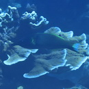 Gomphosus varius Lacepede, 1801