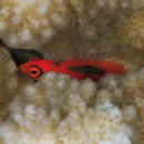 Neocirrhites armatus Castelnau, 1873