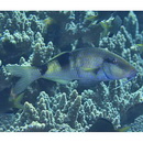 Parupeneus multifasciatus (Quoy et Gaimard, 1825)