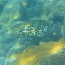 Epinephelus merra Bloch, 1793