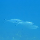 Sardinella melanura (Cuvier, 1829)