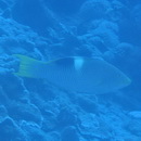 Bodianus perditio (Quoy et Gaimard, 1834)