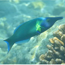 Gomphosus varius Lacepede, 1801