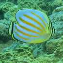 Chaetodon ornatissimus Cuvier, 1831