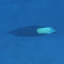 Labroides bicolor Fowler et Bean, 1928