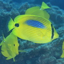 Chaetodon plebeius Cuvier, 1831