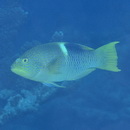 Bodianus perditio (Quoy et Gaimard, 1834)