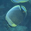 Chaetodon reticulatus Cuvier, 1831