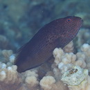 Paracirrhites forsteri (Schneider, 1801)