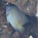 Plectroglyphidodon johnstonianus Fowler et Ball, 1924