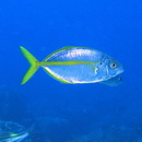 Pseudocaranx dentex (Bloch et Schneider, 1801)