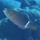 Oxycheilinus unifasciatus (Streets, 1877)