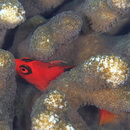 Neocirrhites armatus Castelnau, 1873