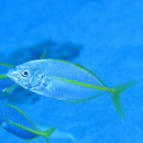 Pseudocaranx dentex (Bloch et Schneider, 1801)