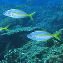 Pseudocaranx dentex (Bloch et Schneider, 1801)