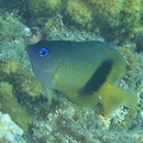 Plectroglyphidodon johnstonianus Fowler et Ball, 1924