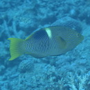 Bodianus perditio (Quoy et Gaimard, 1834)