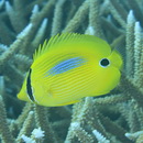 Chaetodon plebeius Cuvier, 1831