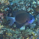 Chromis alleni Randall, Ida et Moyer, 1981