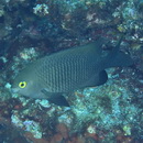 Stegastes insularis Allen et Emery, 1985