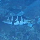 Plectropomus laevis (Lacepede, 1801)