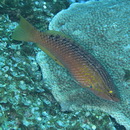 Pseudolabrus eoethinus (Richardson, 1846)