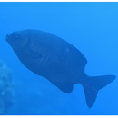 Kyphosus cinerascens (Forsskal, 1775)