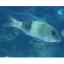 Parupeneus insularis Randall et Myers, 2002