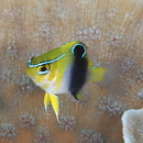 Neoglyphidodon thoracotaeniatus (Fowler et Bean, 1928)