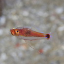 Trimma nasa Winterbottom, 2005