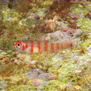 Trimma cana Winterbottom, 2004