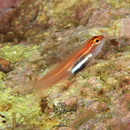 Eviota atriventris Greenfield et Suzuki, 2012