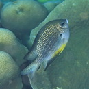 Amblyglyphidodon leucogaster (Bleeker, 1847)