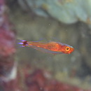 Trimma nasa Winterbottom, 2005