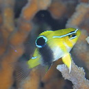 Neoglyphidodon thoracotaeniatus (Fowler et Bean, 1928)