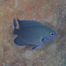 Pomacentrus brachialis Cuvier, 1830