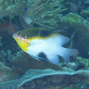 Dischistodus melanotus (Bleeker, 1858)