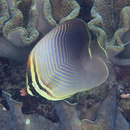 Chaetodon baronessa Cuvier, 1829