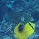 Labrichthys unilineatus (Guichenot, 1847)