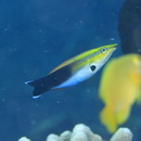 Labroides pectoralis Randall et Springer, 1975