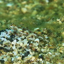 Grallenia lipi Shibukawa et Iwata, 2007