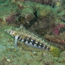 Parapercis sp. 10 (P. sp. 2 of Kuiter, 1992)