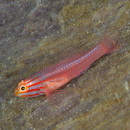 Trimma striatum (Herre, 1945)