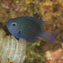 Pomacentrus brachialis Cuvier, 1830