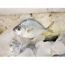 Leiognathus fasciatus (Lacepede, 1803)