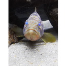 Epinephelus akaara (Temminck et Schlegel, 1842)