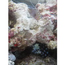 Gymnothorax nudivomer (Gunther, 1867)