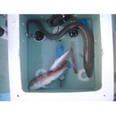 Conger myriaster (Brevoort, 1856)